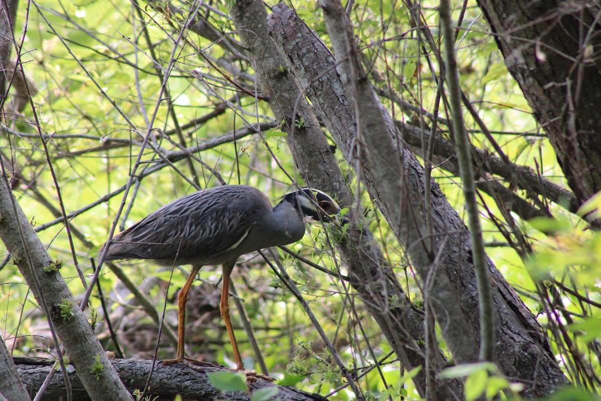 Yellow-crowned Night Heron - Anonymous