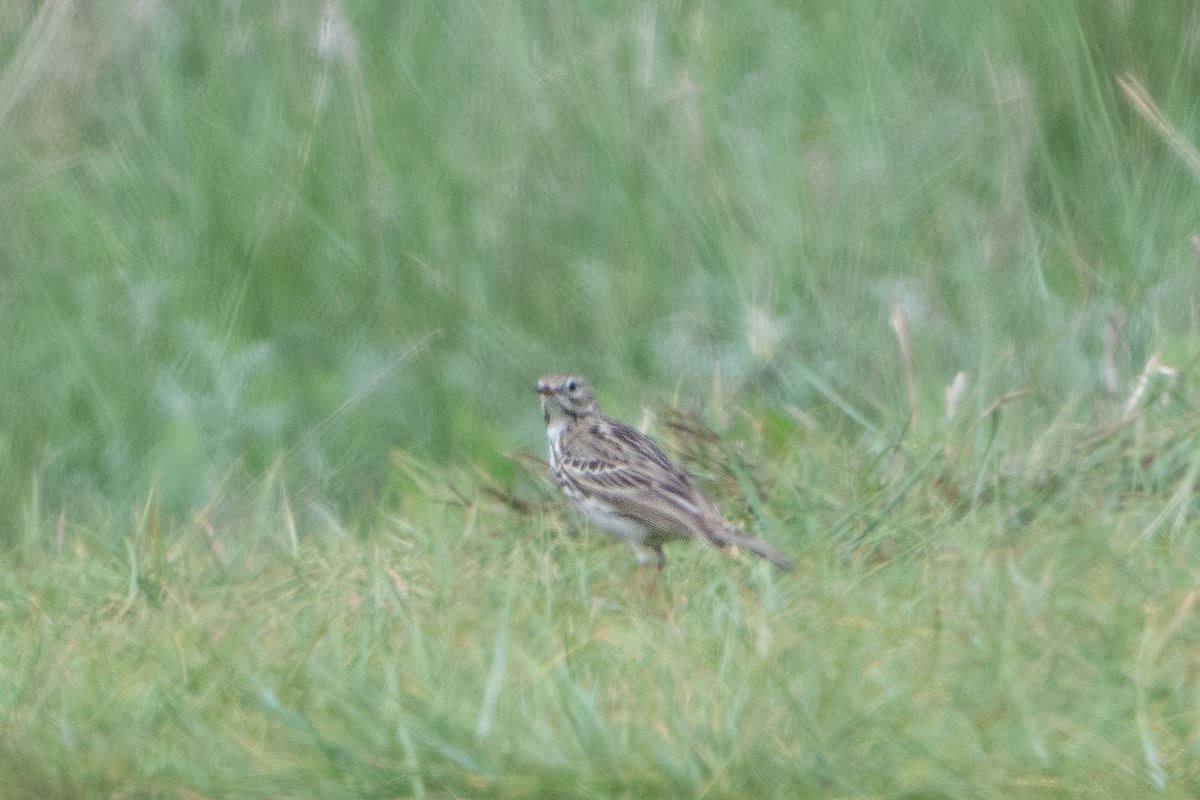 Meadow Pipit - Guido Van den Troost