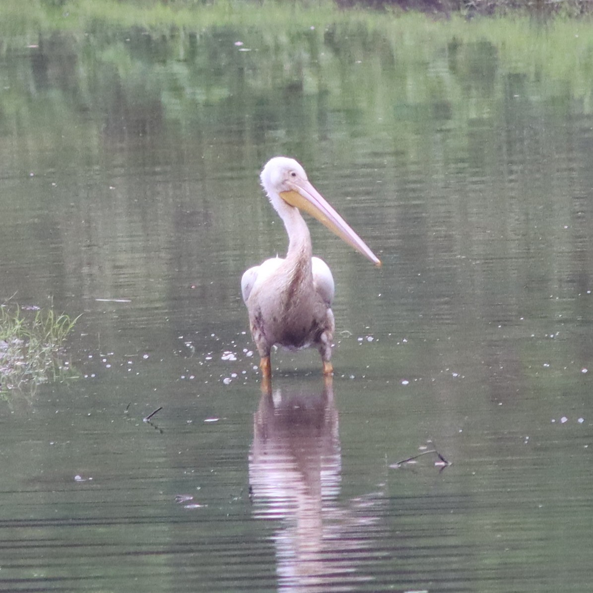 American White Pelican - ML619526549