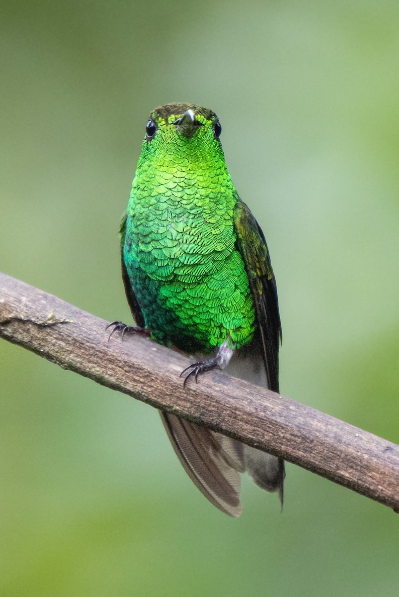 Coppery-headed Emerald - Mónica Thurman