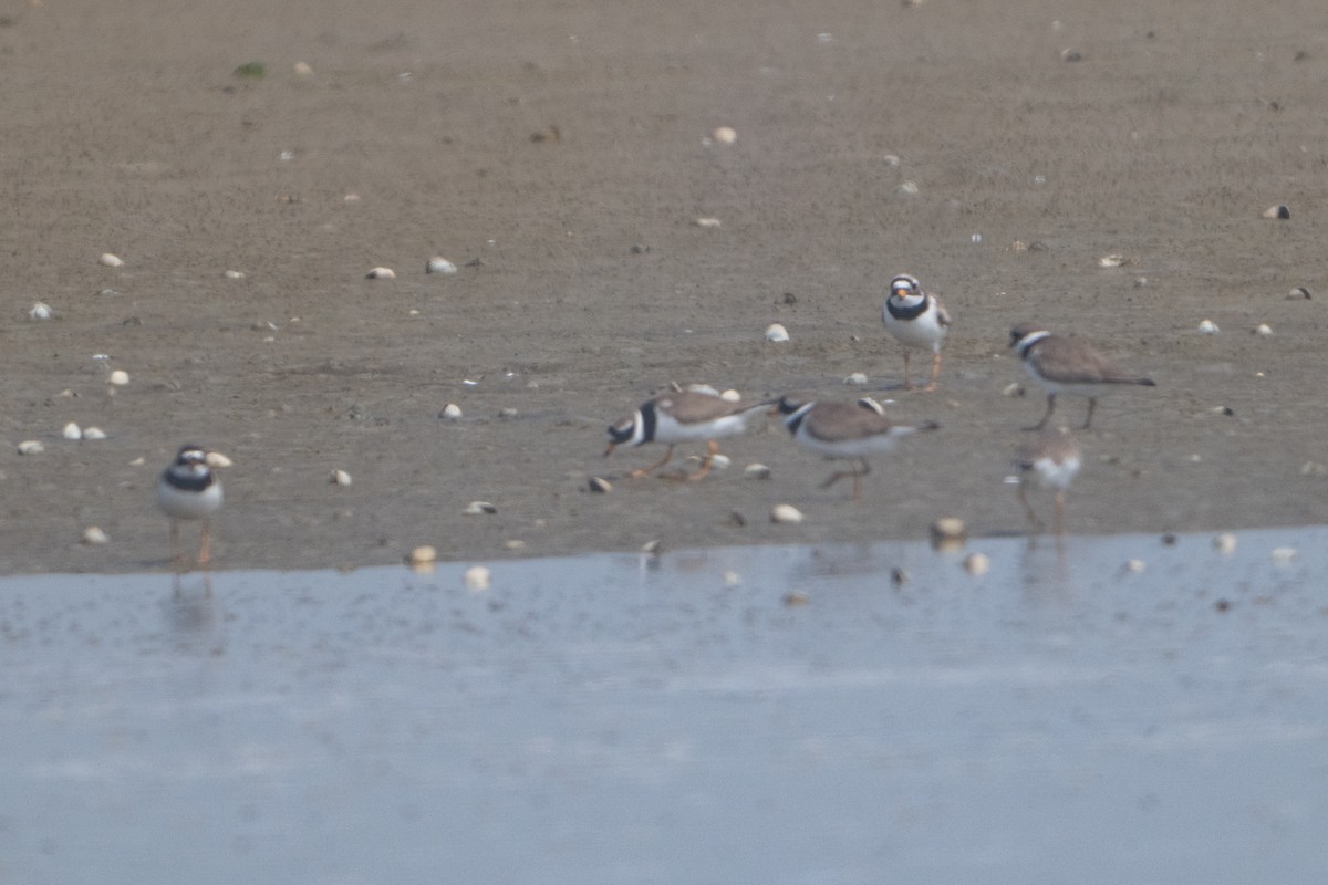 Common Ringed Plover - Guido Van den Troost