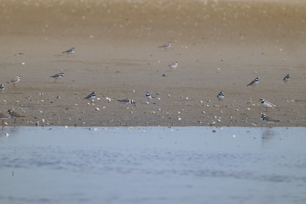 Common Ringed Plover - Guido Van den Troost