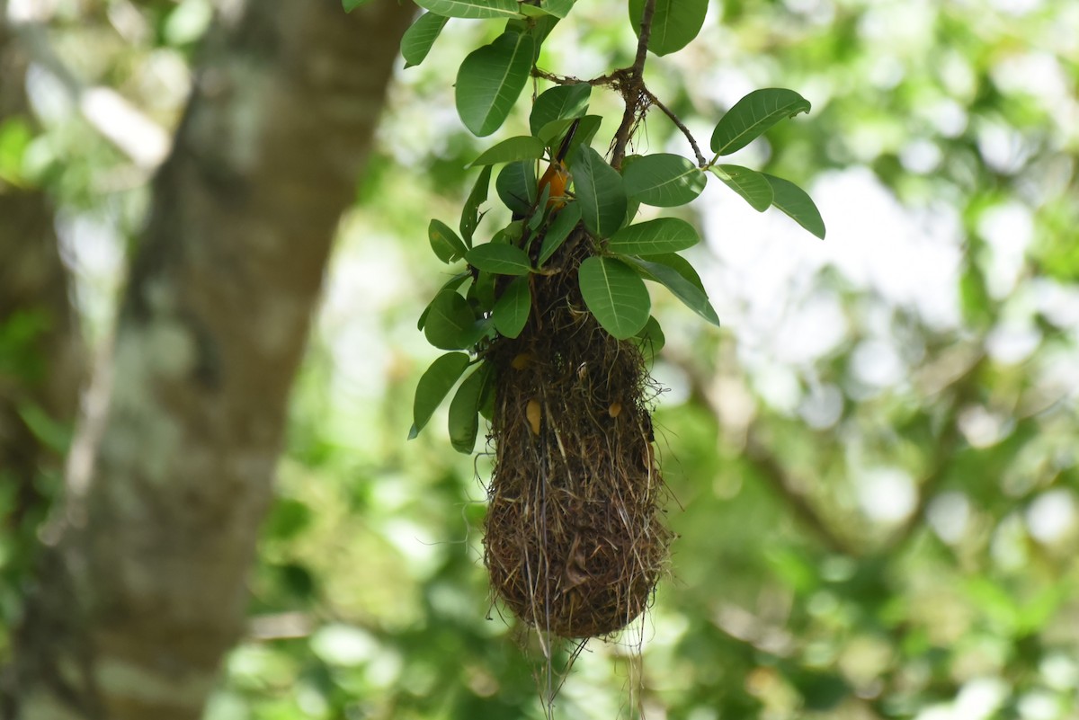 Altamira Oriole - Bruce Mast