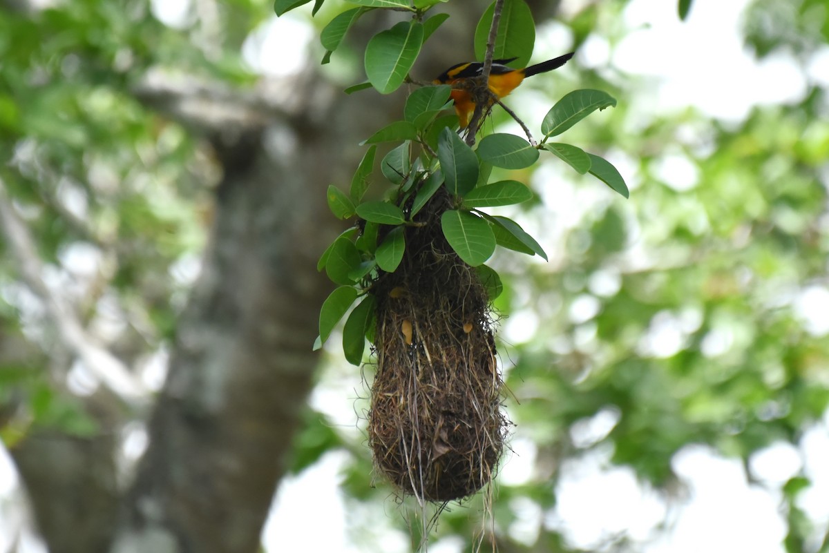 Altamira Oriole - Bruce Mast