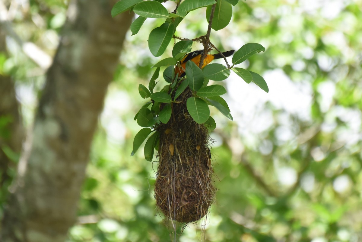 Altamira Oriole - Bruce Mast