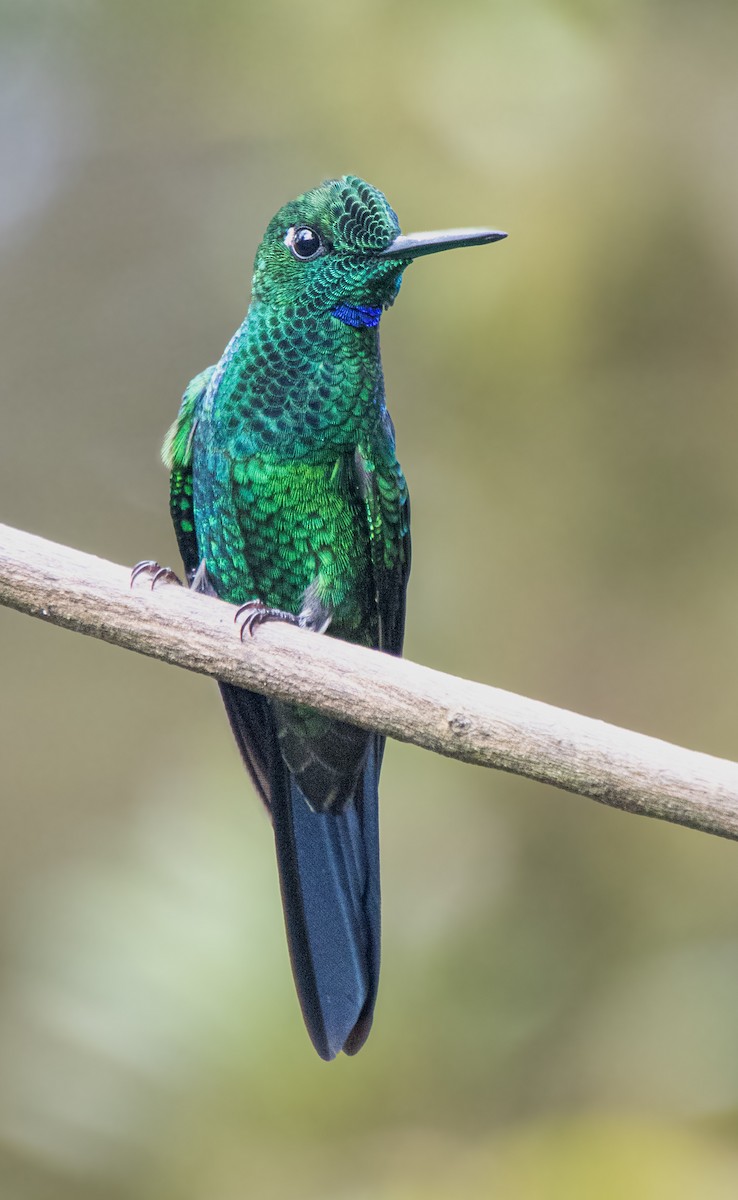 Green-crowned Brilliant - Mónica Thurman