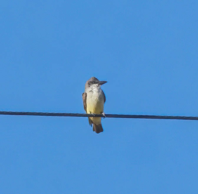 Thick-billed Kingbird - Eric Bodker