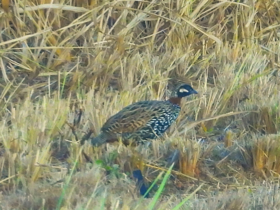 Black Francolin - ML619526571