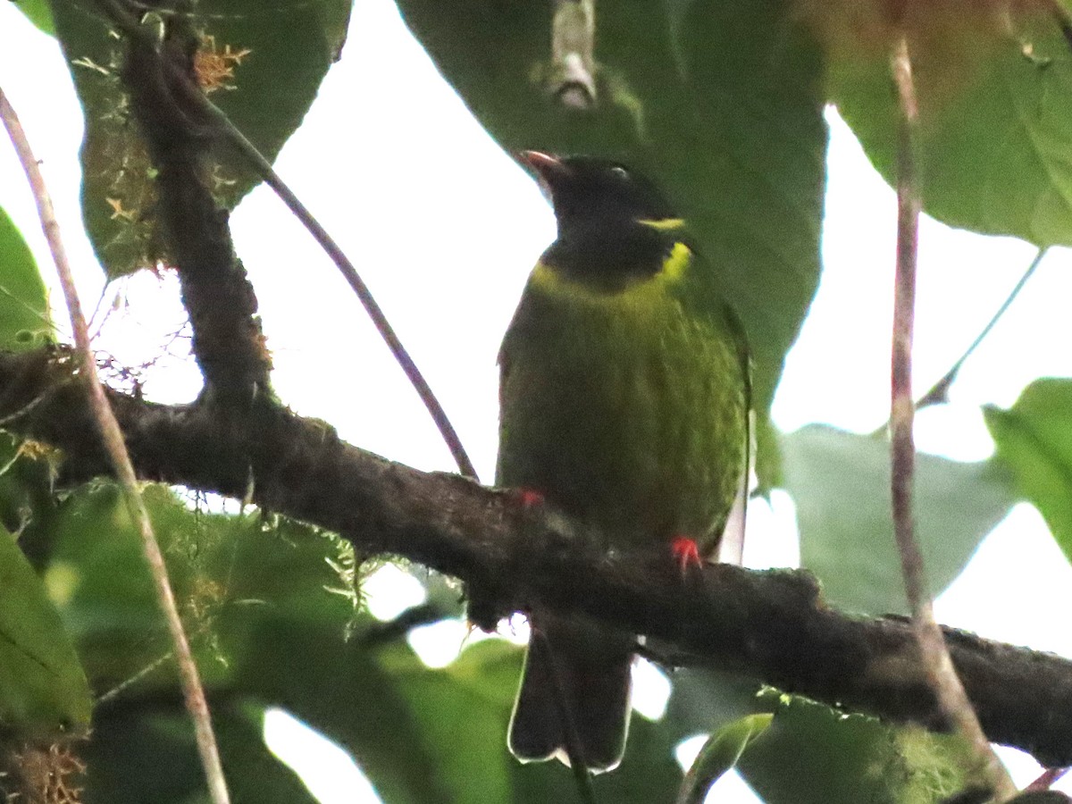 Green-and-black Fruiteater - Hugo Foxonet