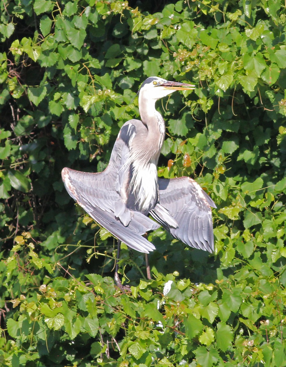 Great Blue Heron - Mike Litak