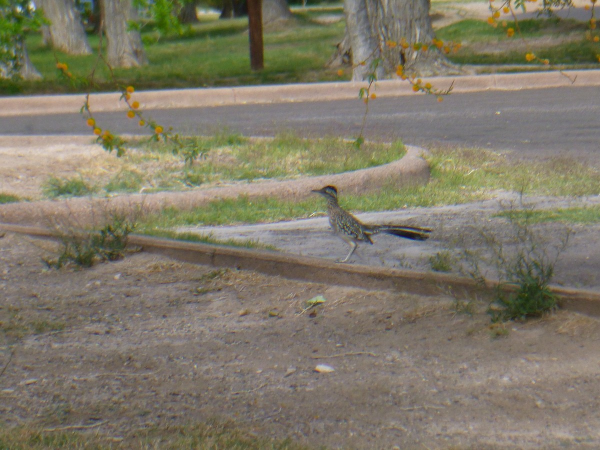 Greater Roadrunner - Benoît Bürgi