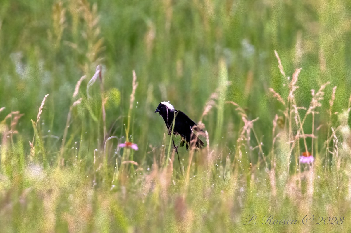 Bobolink - Paul Roisen