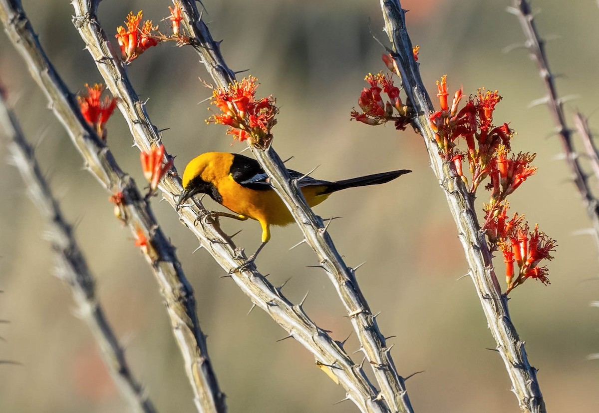 Hooded Oriole - Eric Bodker