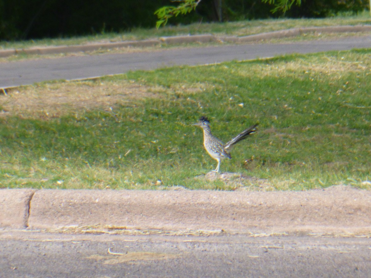 Greater Roadrunner - Benoît Bürgi