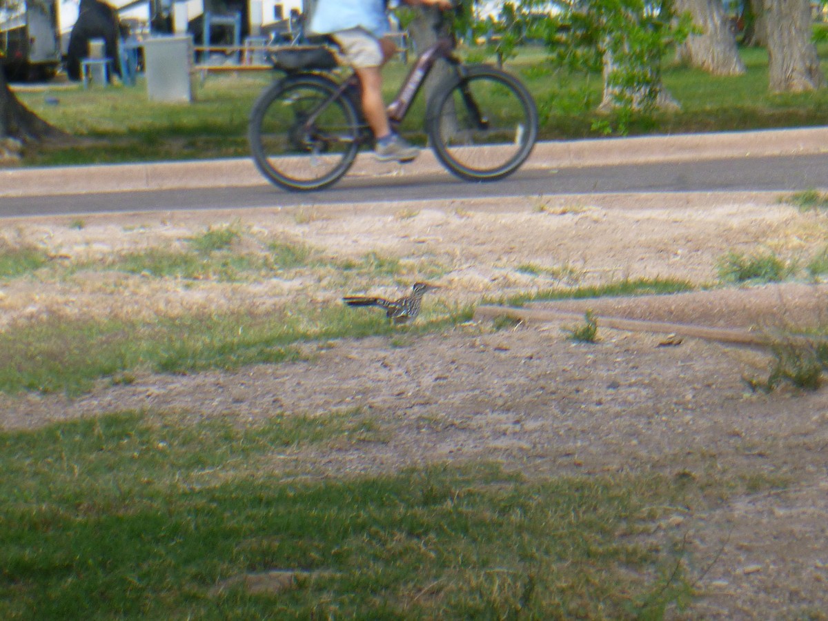 Greater Roadrunner - Benoît Bürgi