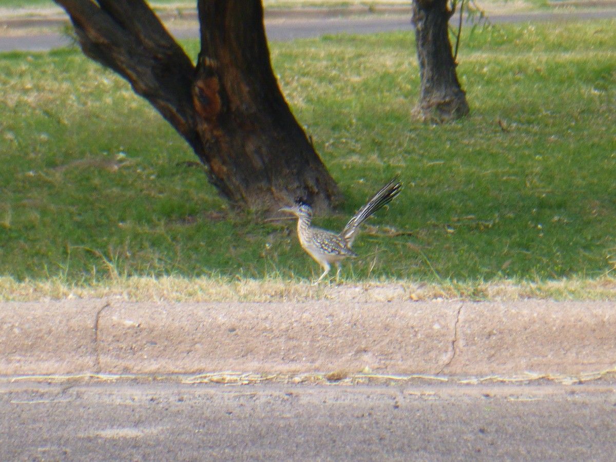 Greater Roadrunner - Benoît Bürgi