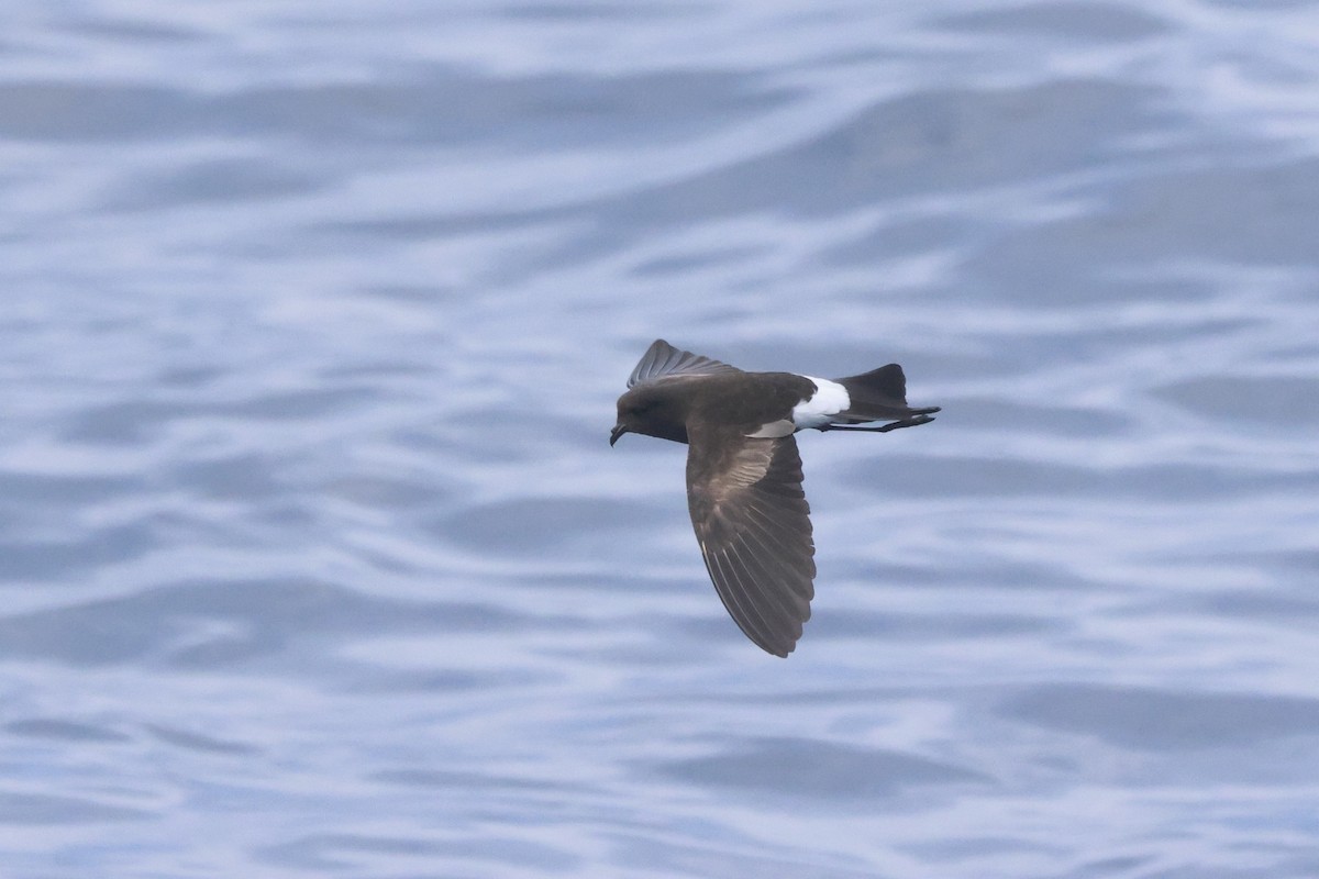 Wilson's Storm-Petrel - Michael McCloy