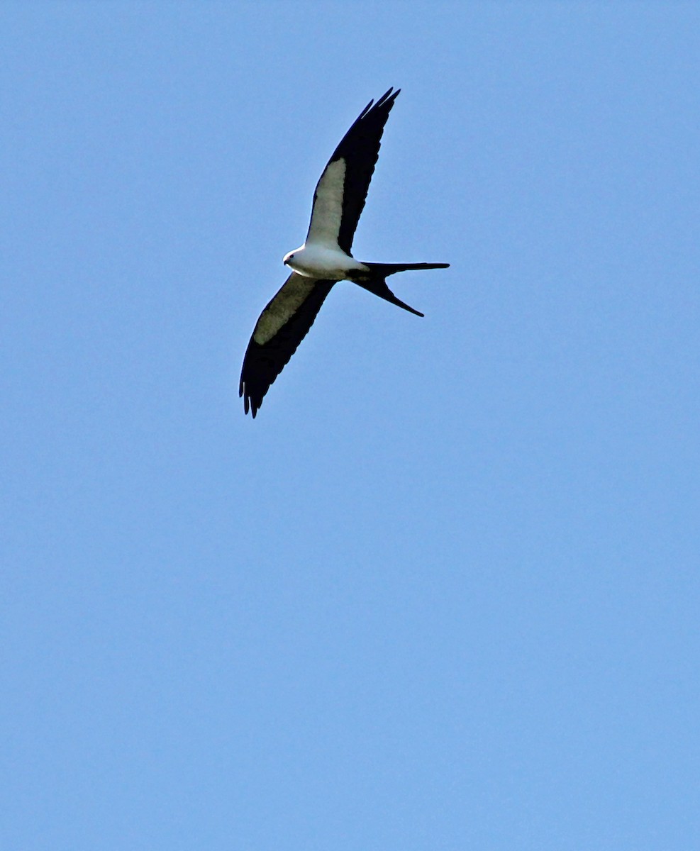 Swallow-tailed Kite - Mike Litak