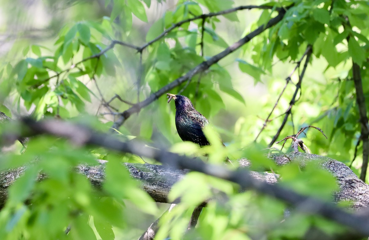 European Starling - Ben Breyette