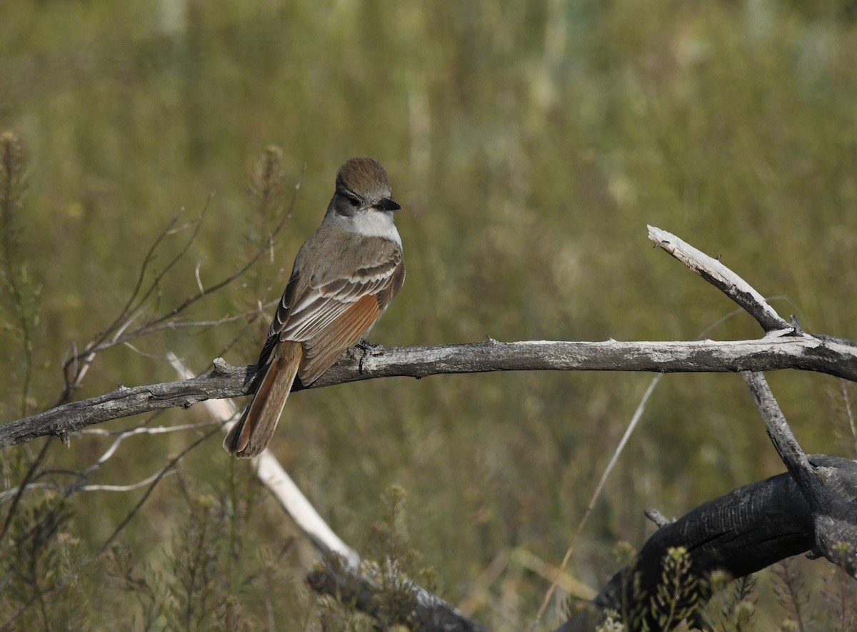 Ash-throated Flycatcher - Janine McCabe