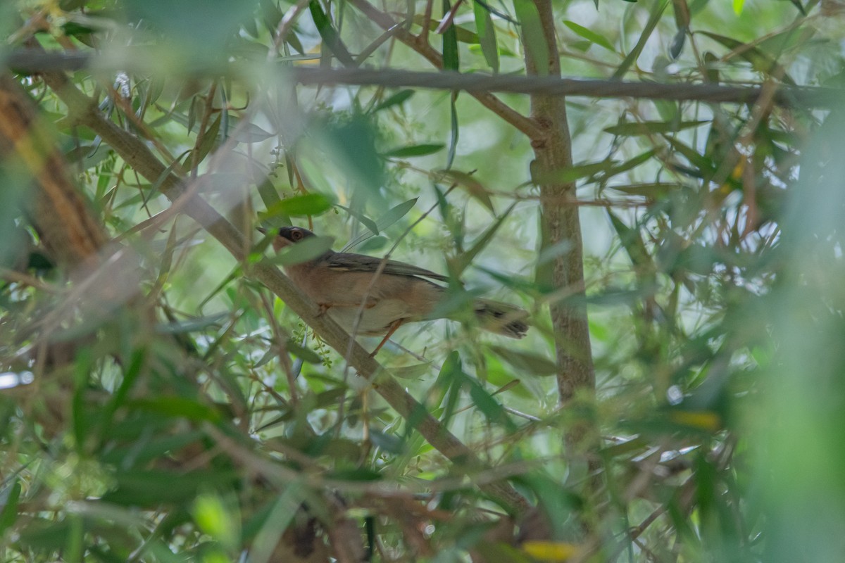 Western Subalpine Warbler - Elena Vazquez