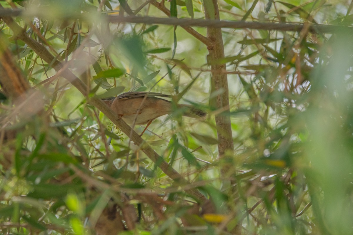 Western Subalpine Warbler - Elena Vazquez