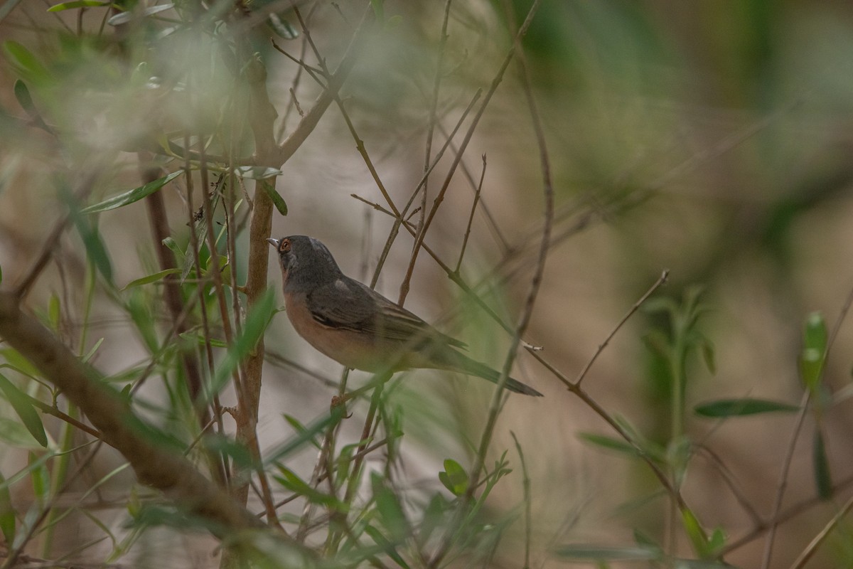Western Subalpine Warbler - ML619526623