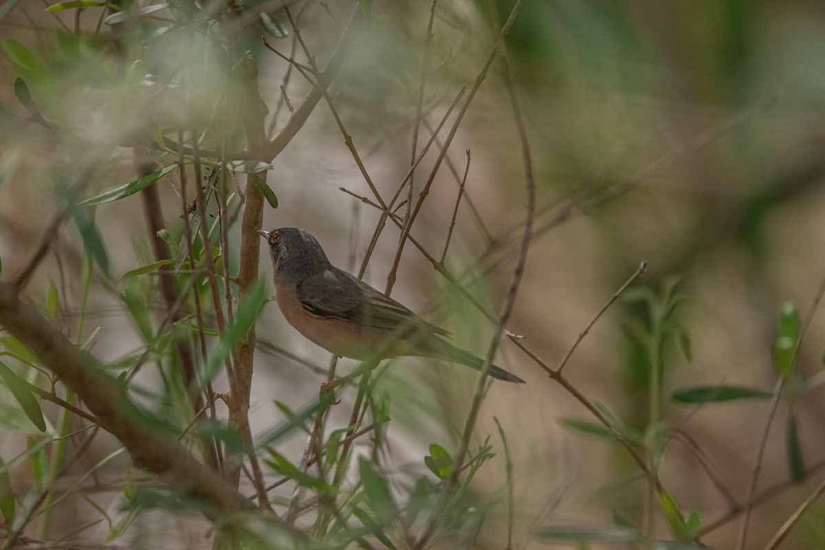 Western Subalpine Warbler - Elena Vazquez