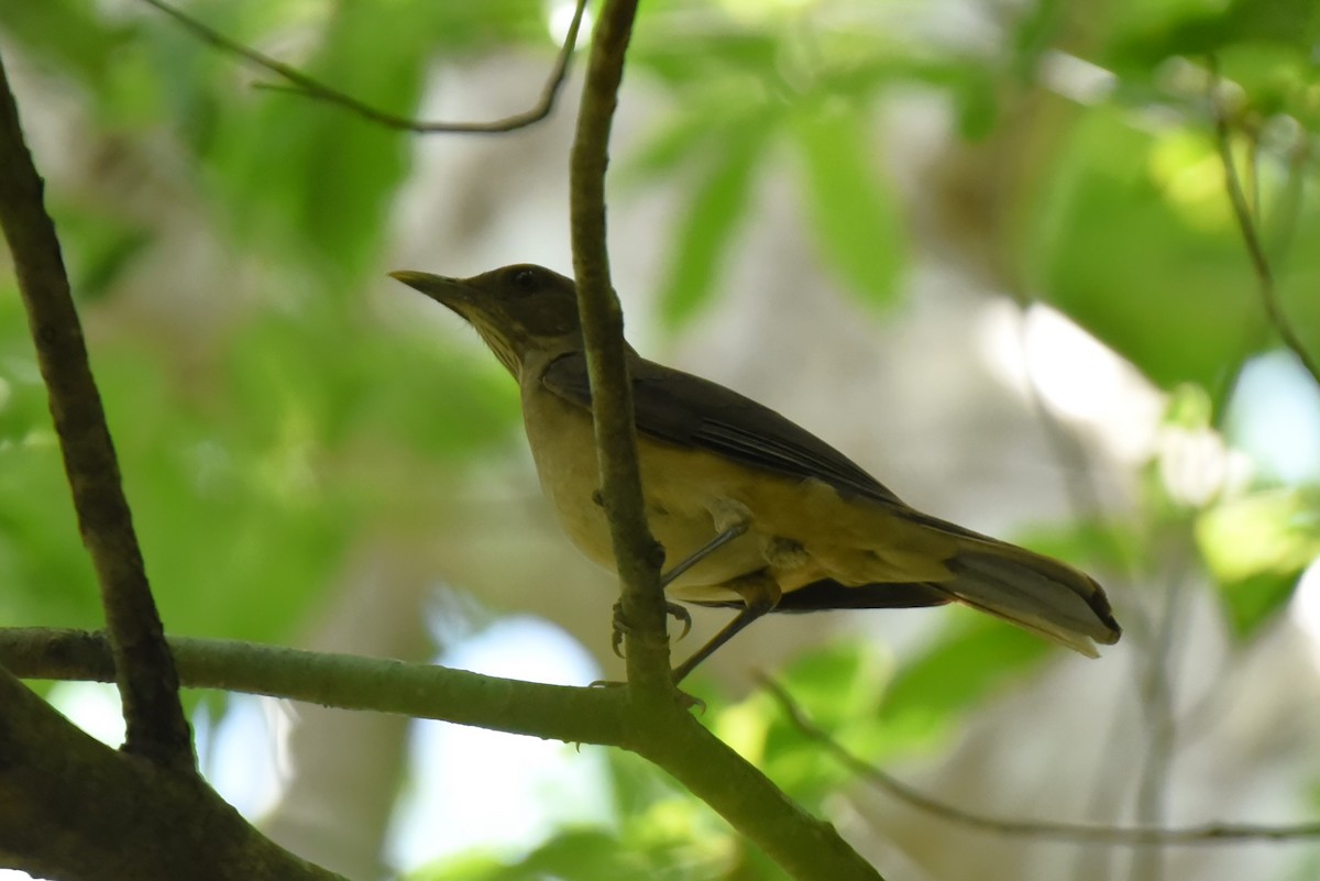 Clay-colored Thrush - Bruce Mast