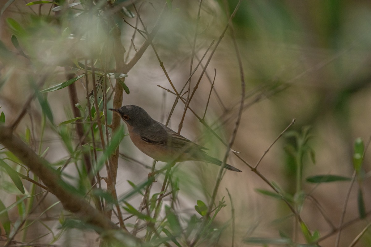 Western Subalpine Warbler - Elena Vazquez