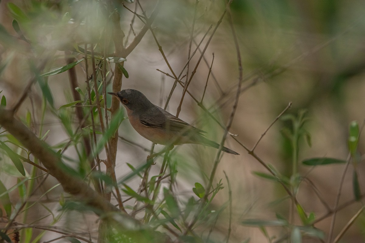 Western Subalpine Warbler - ML619526627
