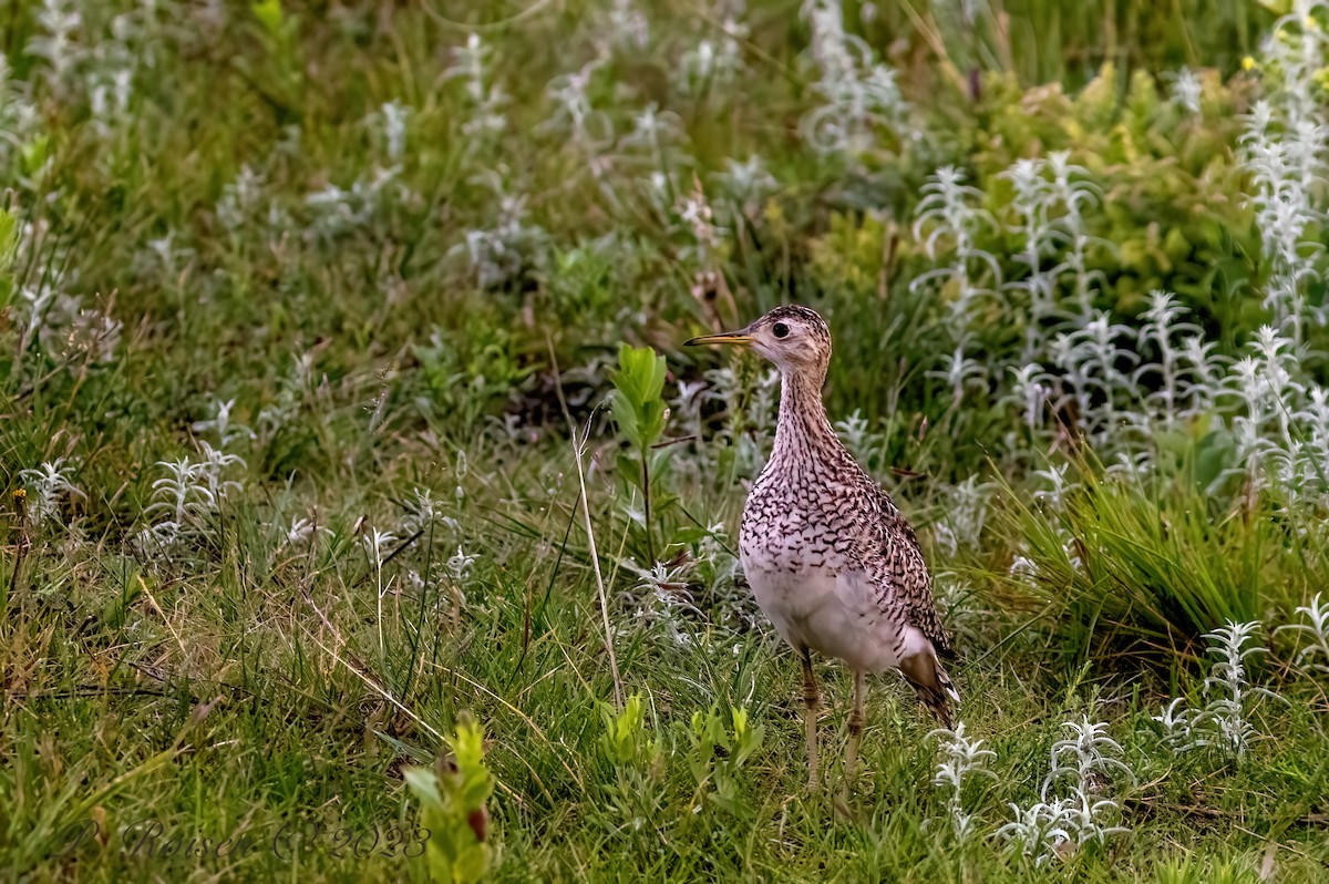 Upland Sandpiper - Paul Roisen