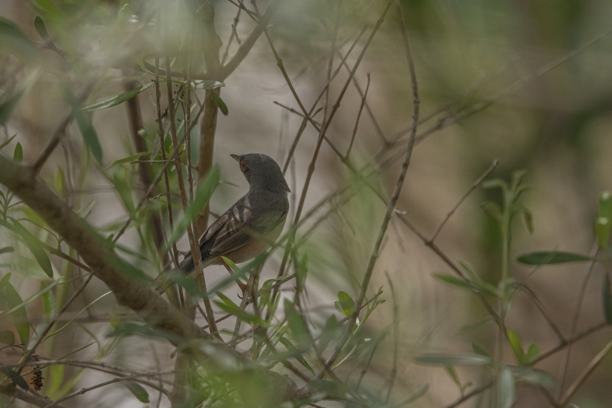 Western Subalpine Warbler - ML619526629