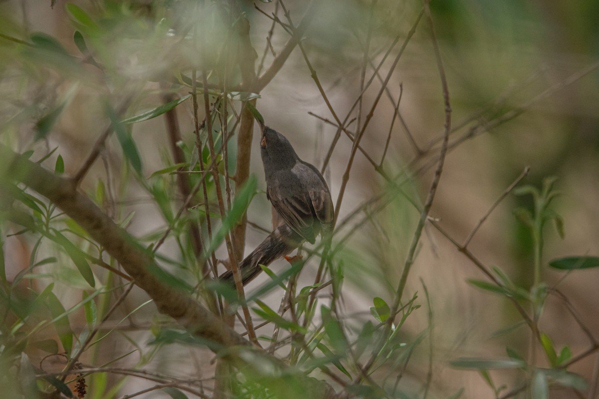 Western Subalpine Warbler - Elena Vazquez