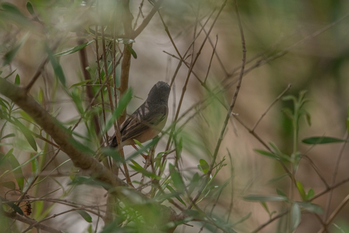 Western Subalpine Warbler - Elena Vazquez