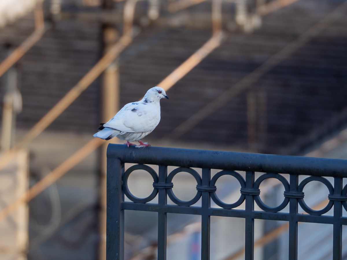 Rock Pigeon (Feral Pigeon) - ML619526632