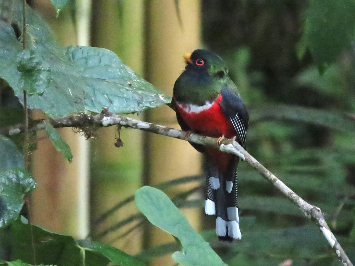 Masked Trogon - Hugo Foxonet