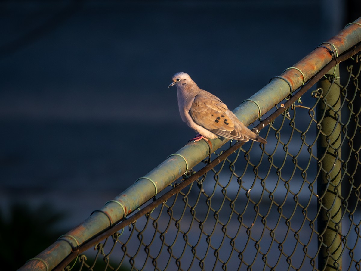 Eared Dove - Vitor Rolf Laubé