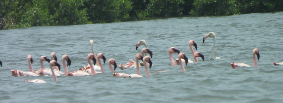 Greater Flamingo - Bonda Sek