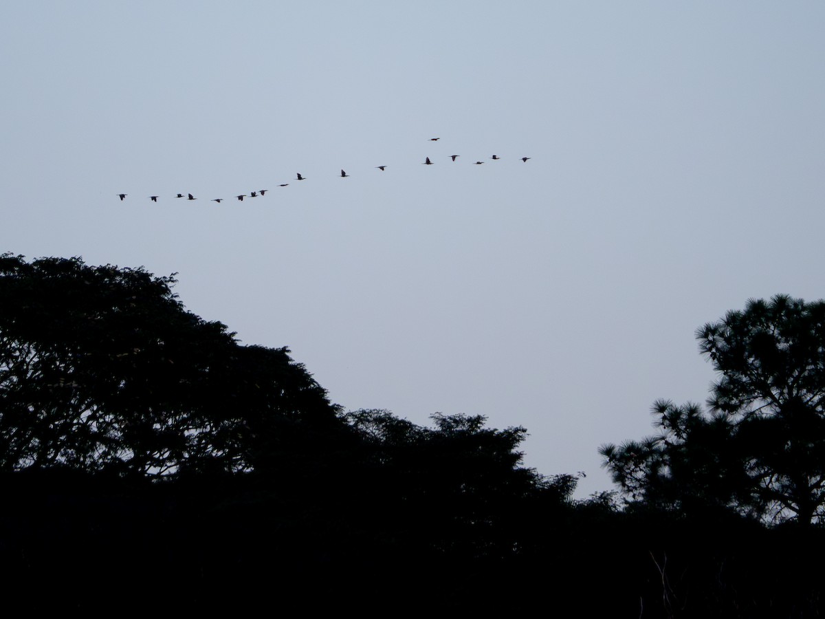 Neotropic Cormorant - Vitor Rolf Laubé