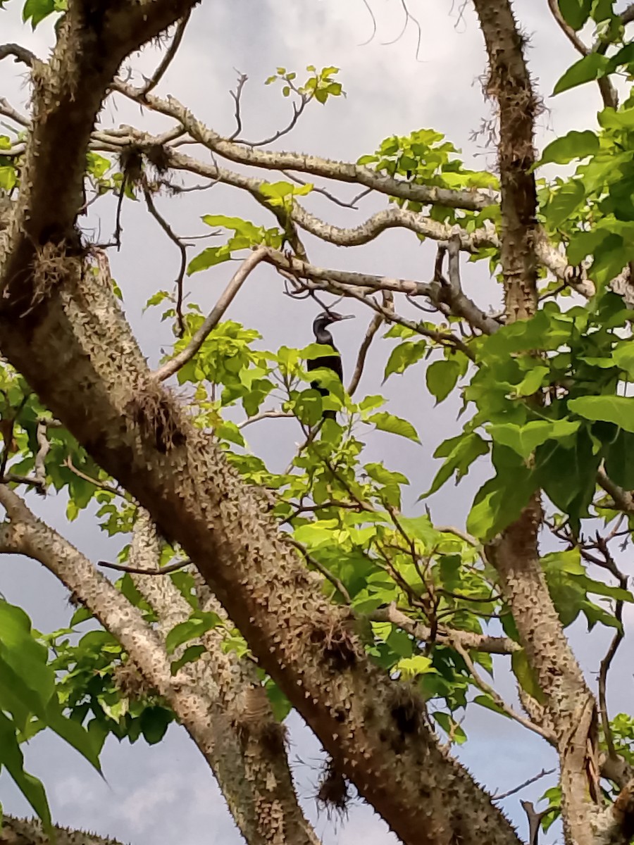 Neotropic Cormorant - Rafael Hernandez