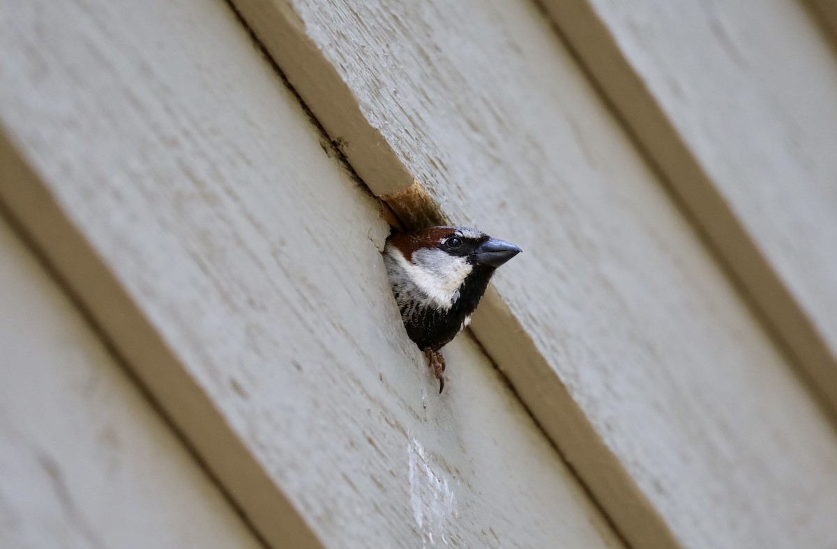 House Sparrow - Ben Breyette