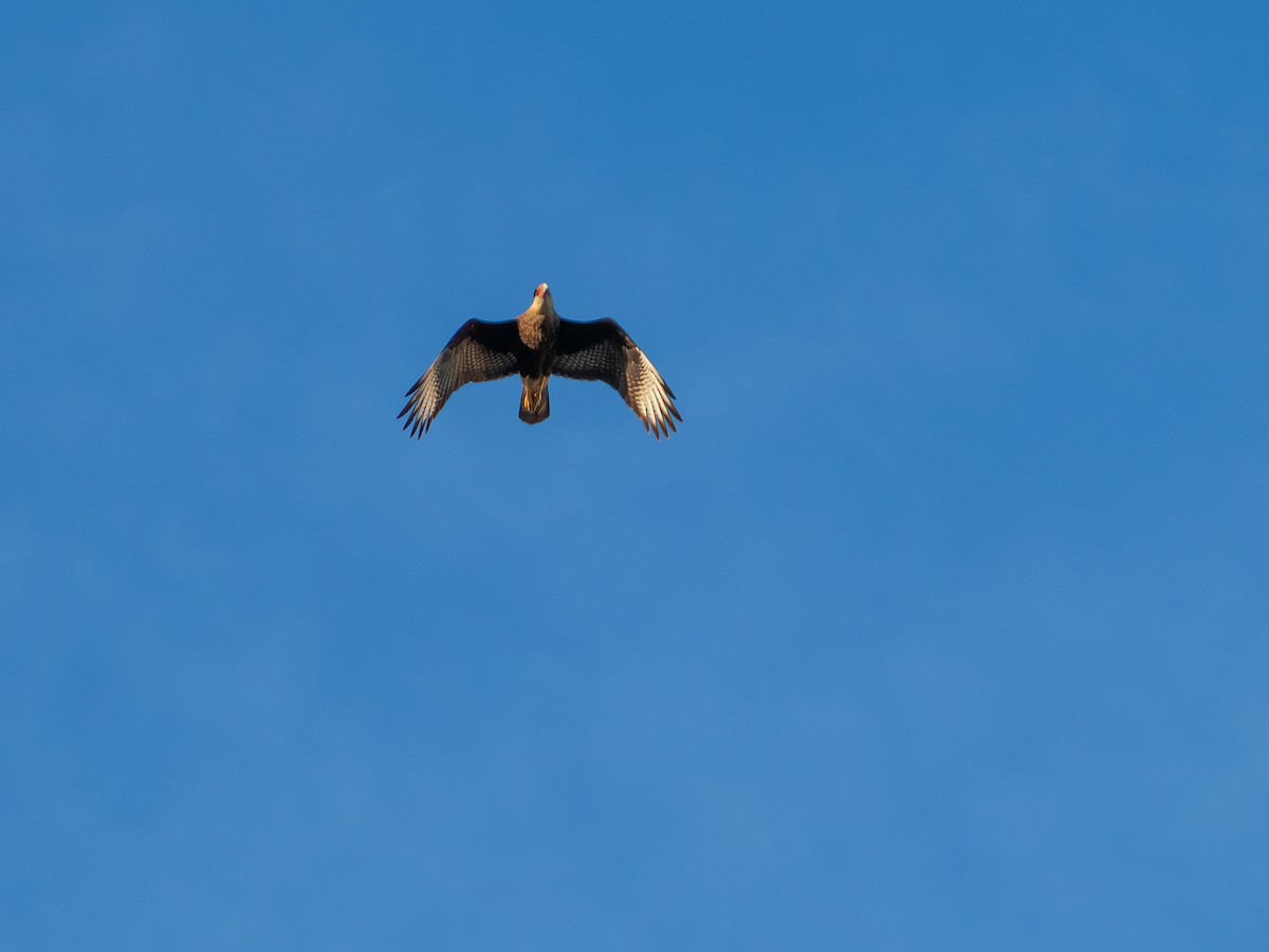 Crested Caracara - Vitor Rolf Laubé