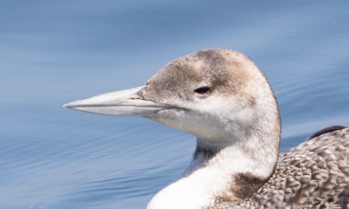 loon sp. - Brian Sullivan