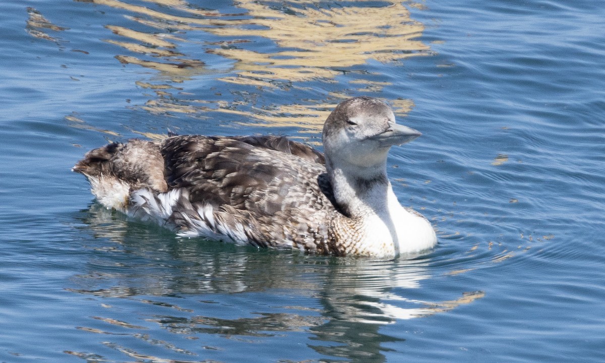 loon sp. - Brian Sullivan