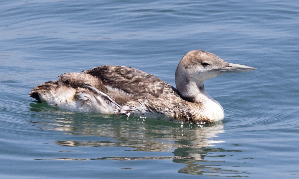 loon sp. - Brian Sullivan