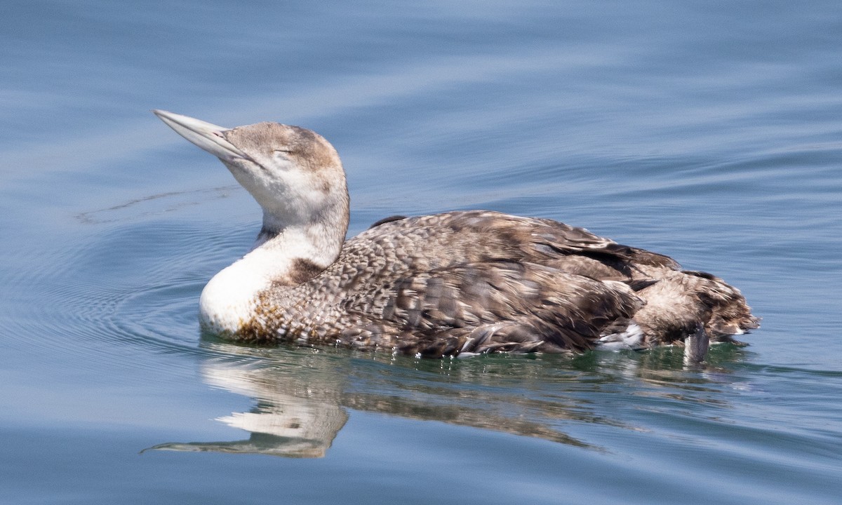 loon sp. - Brian Sullivan