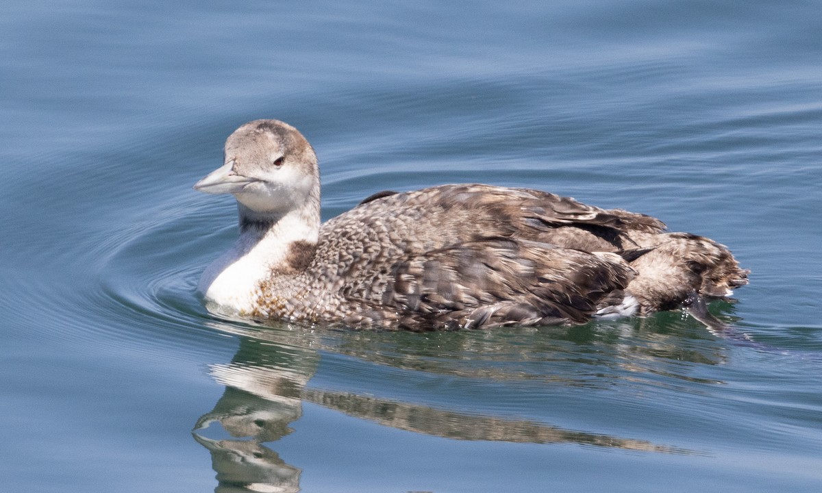 loon sp. - Brian Sullivan