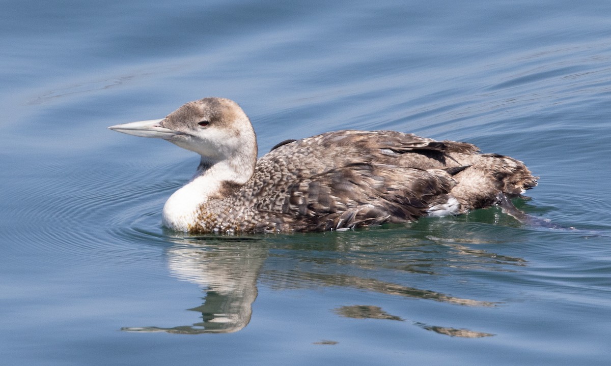 loon sp. - Brian Sullivan