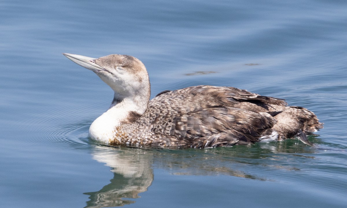 loon sp. - Brian Sullivan